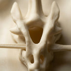 Fangra™ | Dragon Skull Clip